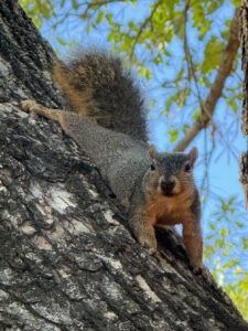 リス、テキサス観光、ピーカンナッツ、ダラス観光