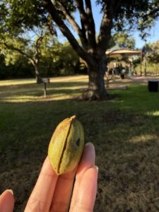 ワイルドな野生動物たち、ピーカンパイ、ピーカンチョコ、ピーカンクッキー、テキサス土産