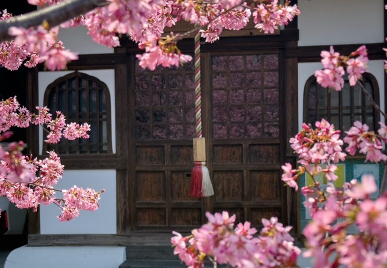 日本の桜前線2025｜春の開花予想と花見文化で感じる“日本にしかない体験”🌸